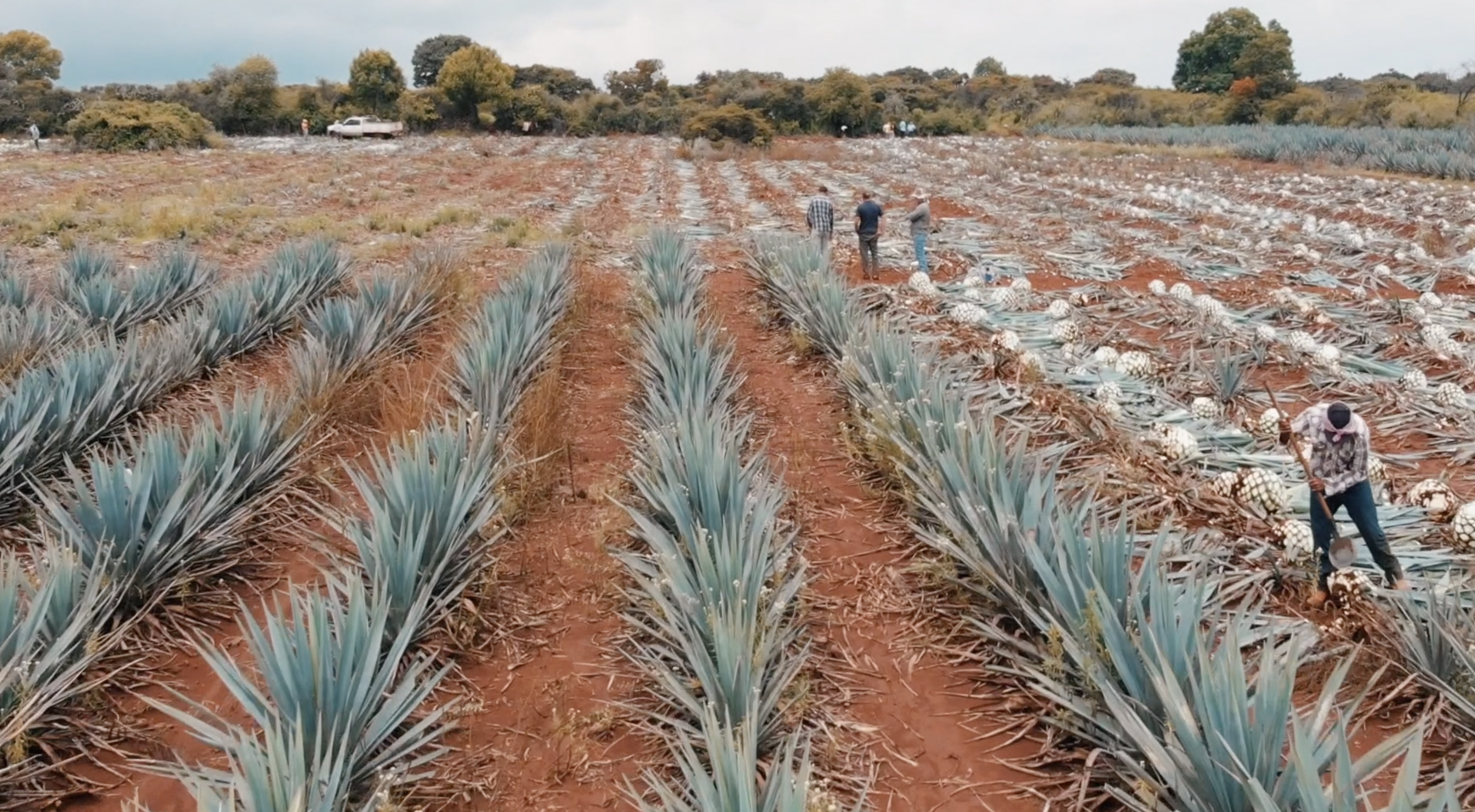 Agave-Fields.png